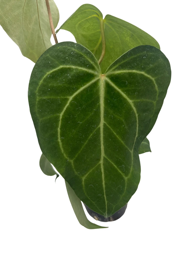 Rare Velvet Cardboard Anthurium Clarinervium - House Plant - 4" Pot