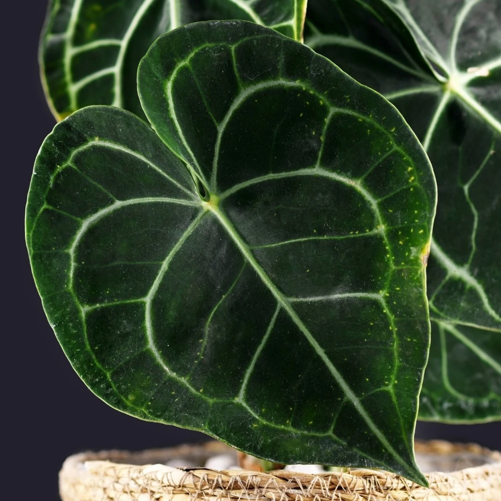 Rare Velvet Cardboard Anthurium Clarinervium - House Plant - 4" Pot