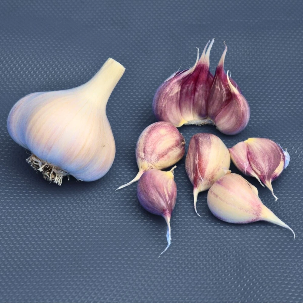 Duganski Hardneck Garlic - Heirloom - 3 Bulbs