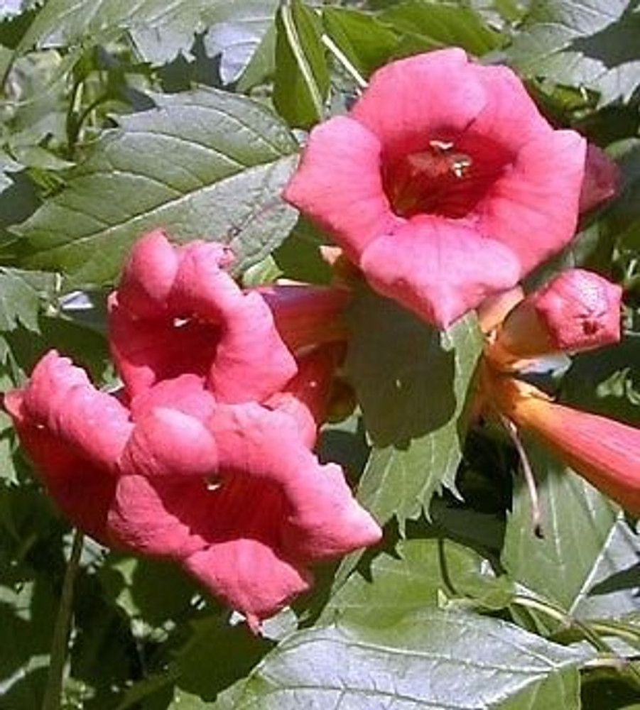 Flamenco Trumpet Vine  - Campsis - 2.5" Pot