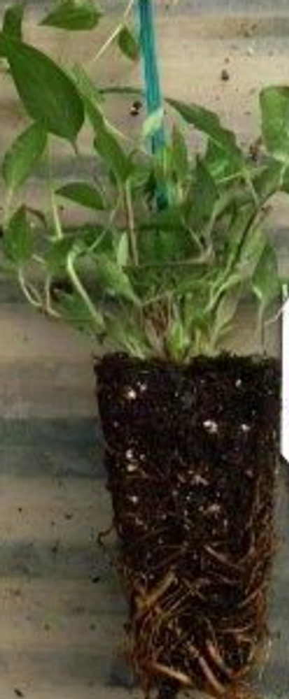 Flamenco Trumpet Vine  - Campsis - 2.5" Pot