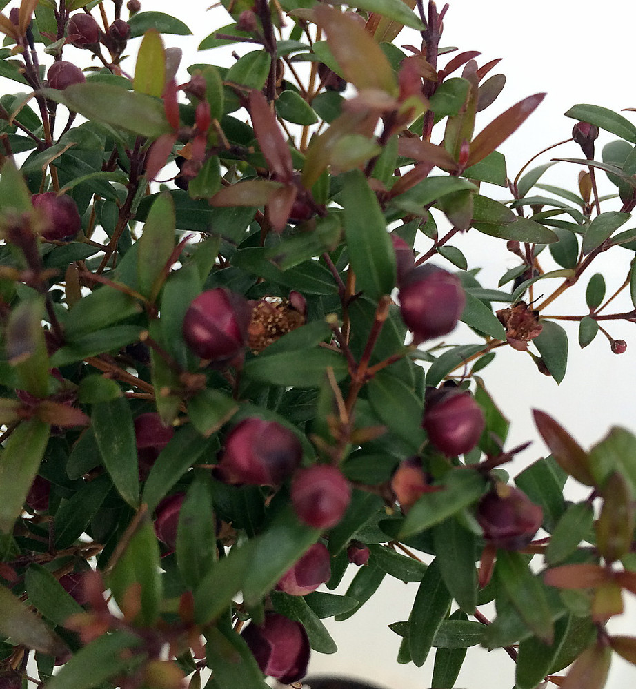 Biblical Myrtle Herb Plant - Myrtus - Ancient Herb - 4.5" Pot - Topiary