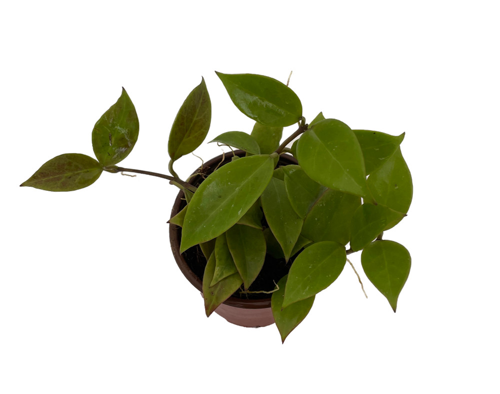 Hoya Sunrise - Easy House Plant - 4" Pot - Collector's Series