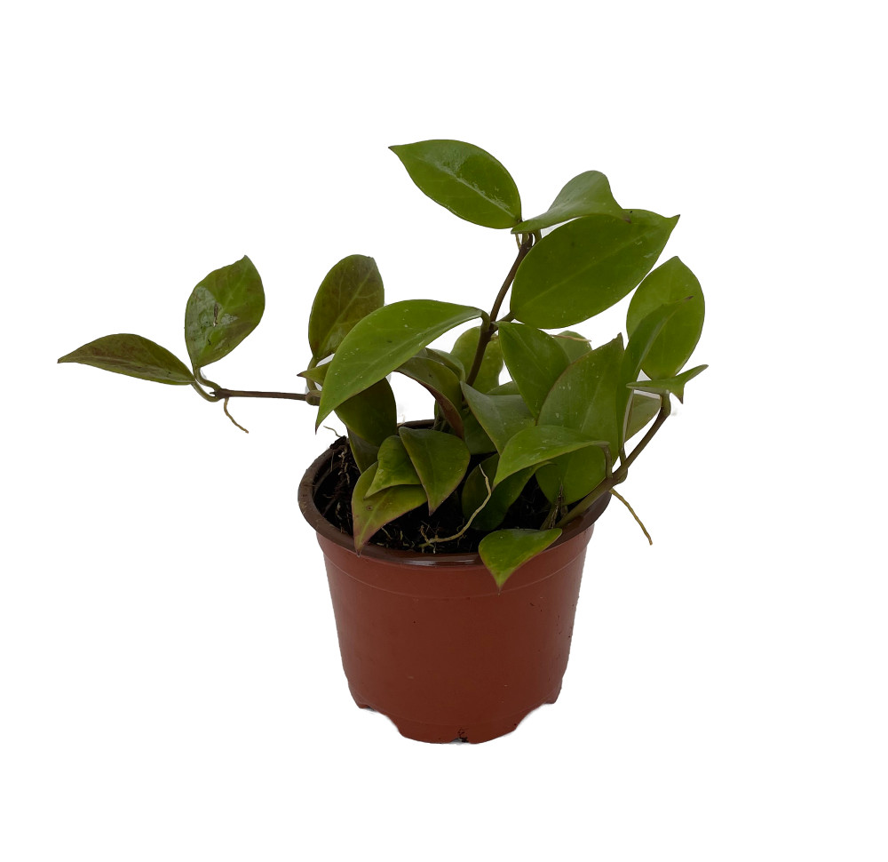 Hoya Sunrise - Easy House Plant - 4" Pot - Collector's Series