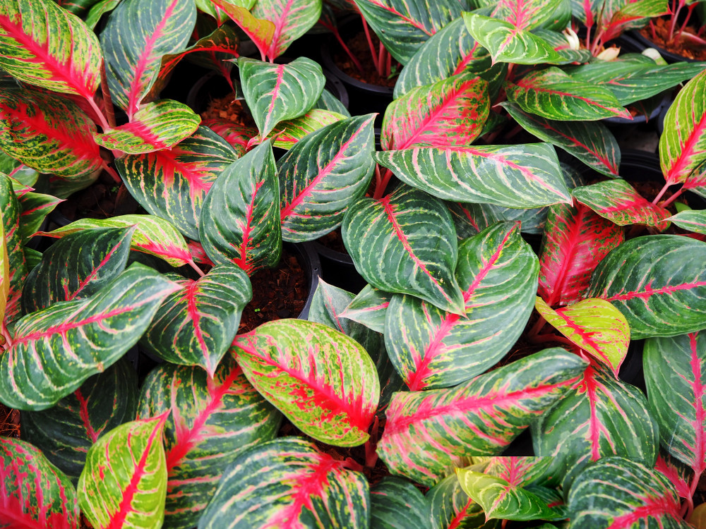Red Valentine Chinese Evergreen Plant - Aglaonema - Grows in Dim Light - 4" Pot