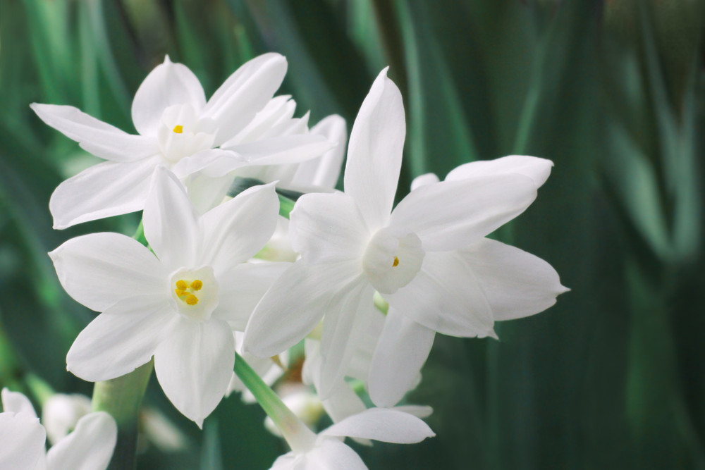 Ziva Paperwhite Narcissus Kit - 5 Bulbs - Pot, Planting Medium & Bulbs