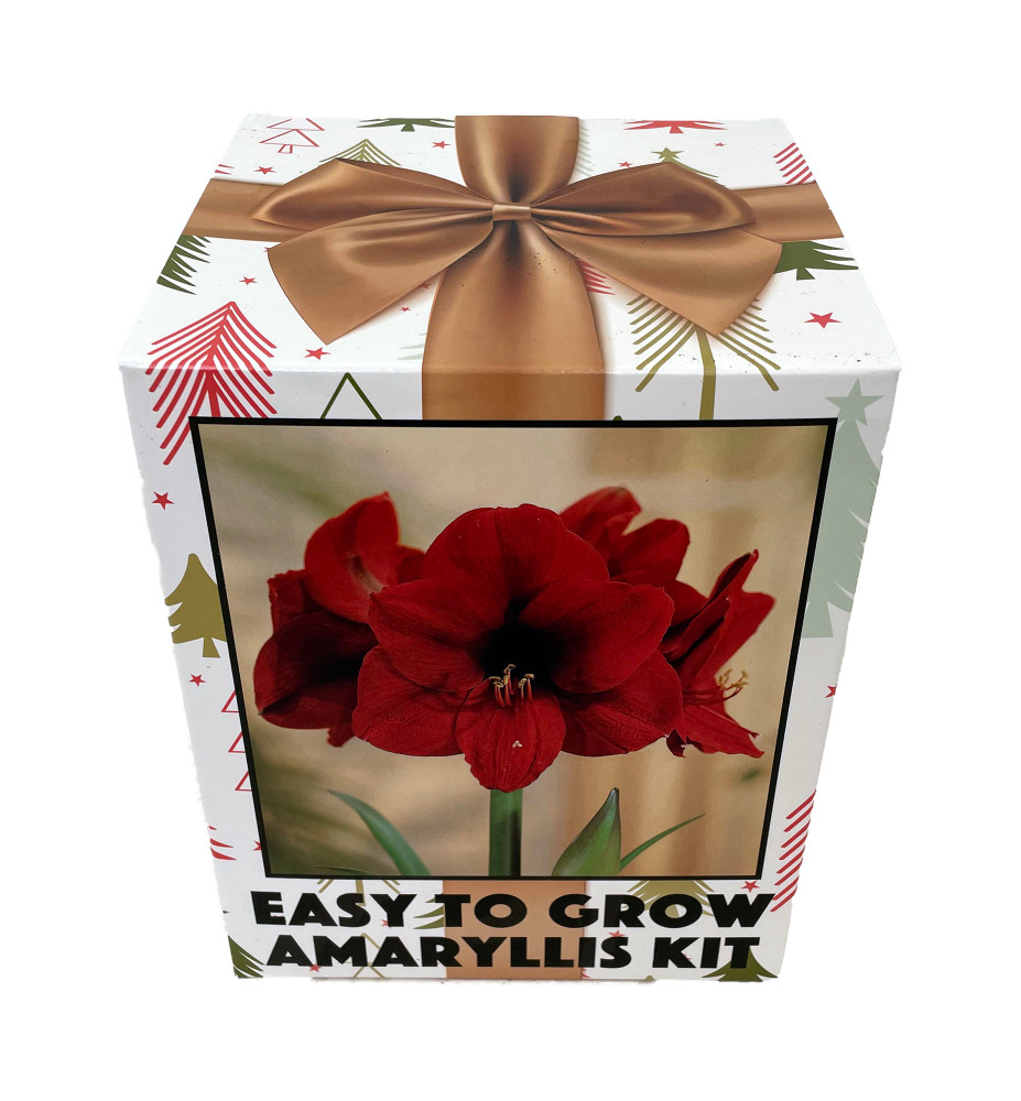Amaryllis Kit Red Lion - Gift Box - Large Bulb - Pot and Soil - Netherland