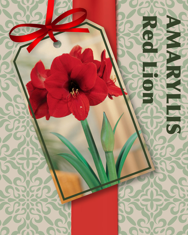 Amaryllis Kit Red Lion - Gift Box - Large Bulb, Pot and Soil - Netherland