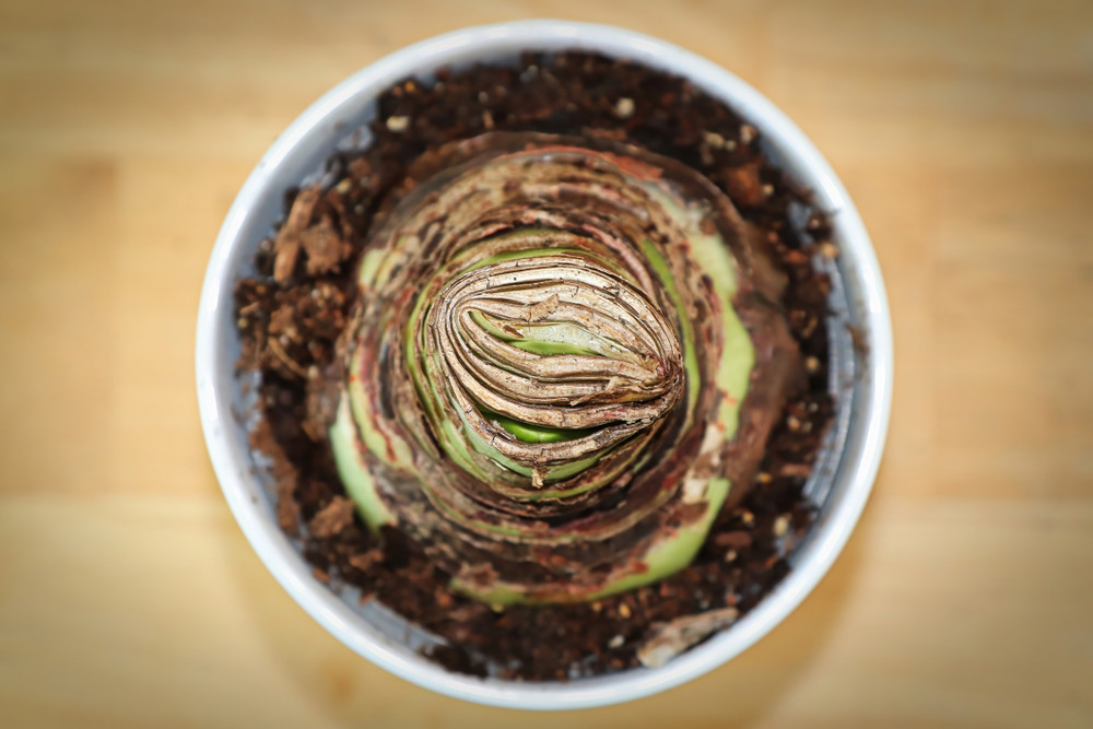 Dancing Queen Double Amaryllis in Red Ceramic Planter with Bow and Gift Tag