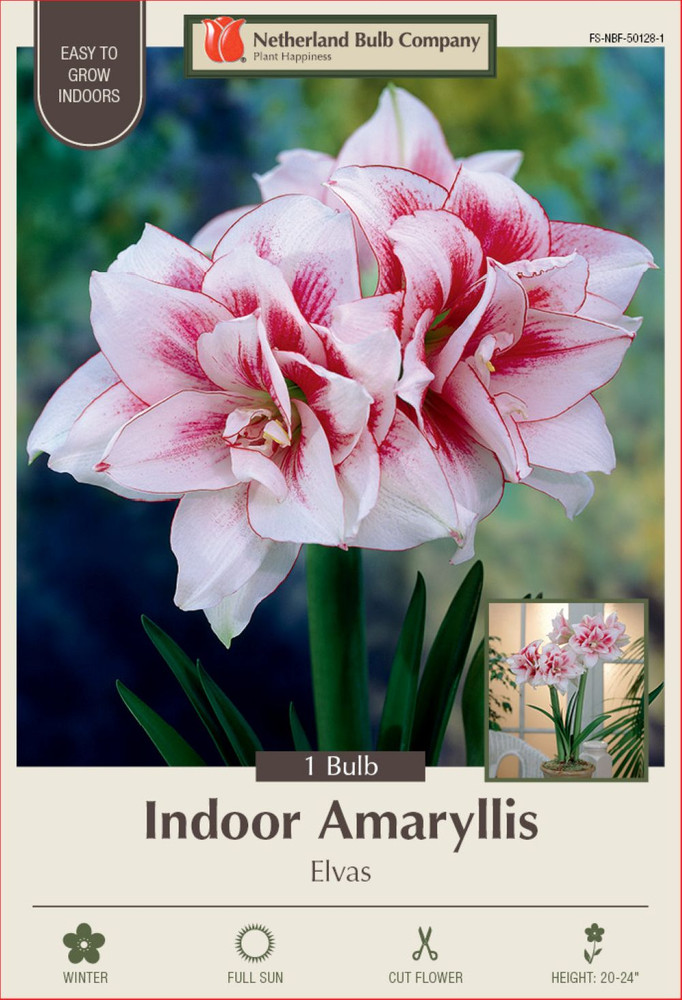 Elvas Double Amaryllis Bulb - Double Flower! - 34/36 cm Bulb