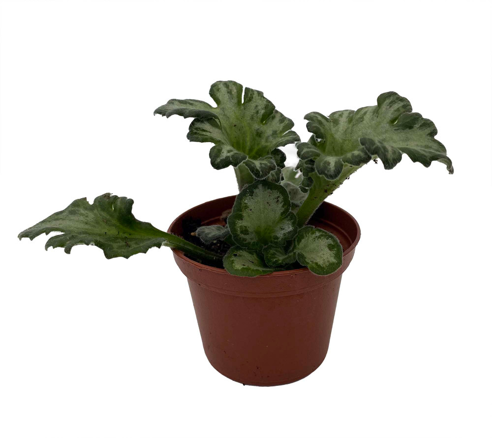 Curly Loki Asian Violet - Primulina - House Plant - 2.5" Pot
