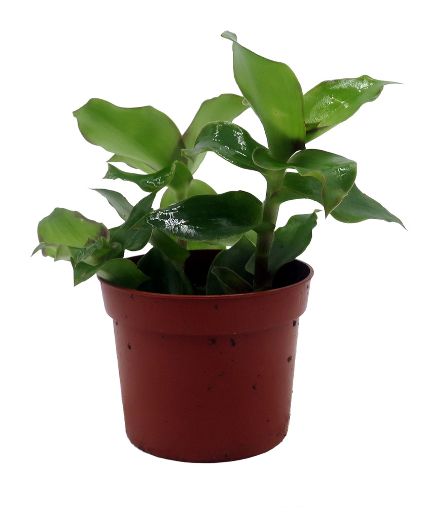 Dragon Tail Callisia soconuscensis - 2.5" Pot- Collector's Series