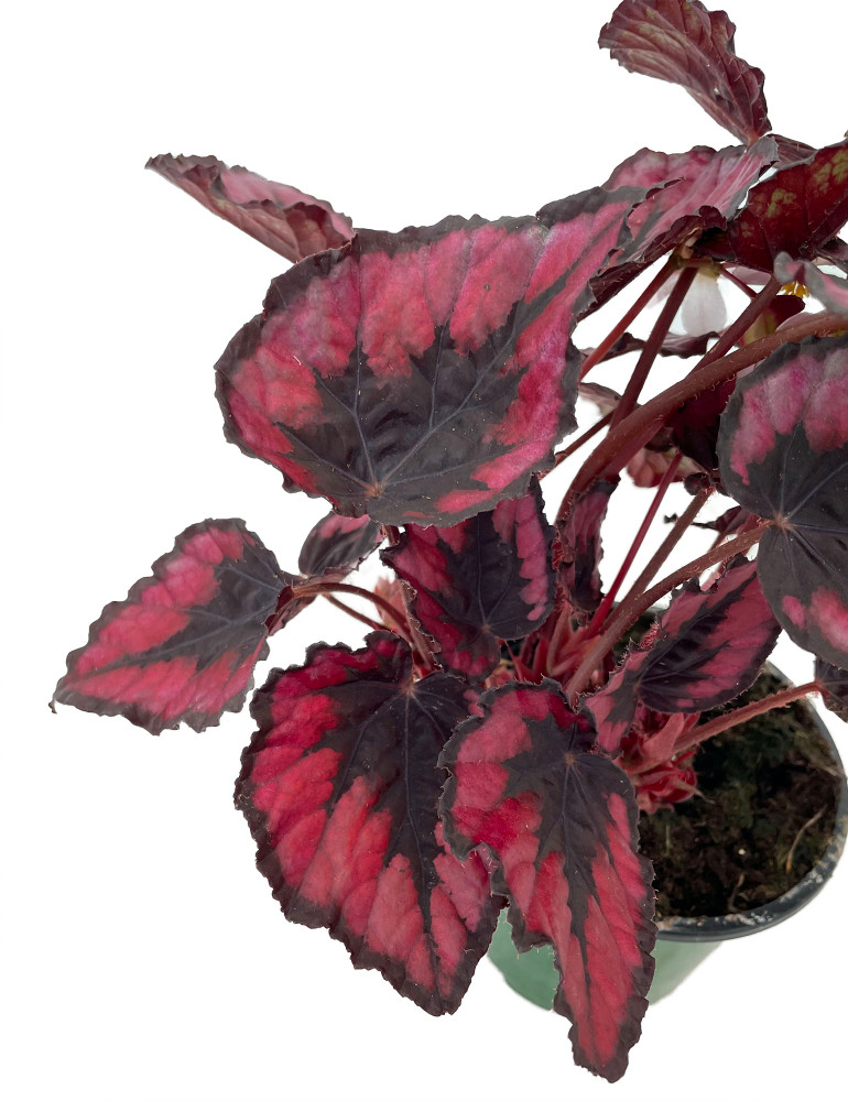 Red Kiss Rex Begonia Plant - 4.5" Pot - Great Houseplant