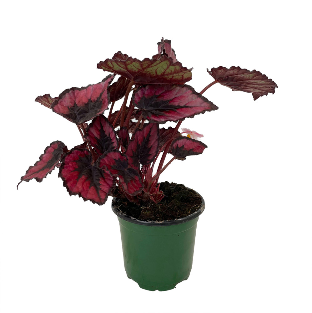 Red Kiss Rex Begonia Plant - 4.5" Pot - Great Houseplant