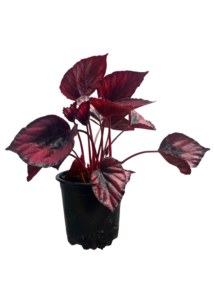 Red Kiss Rex Begonia Plant - 4.5" Pot - Great Houseplant