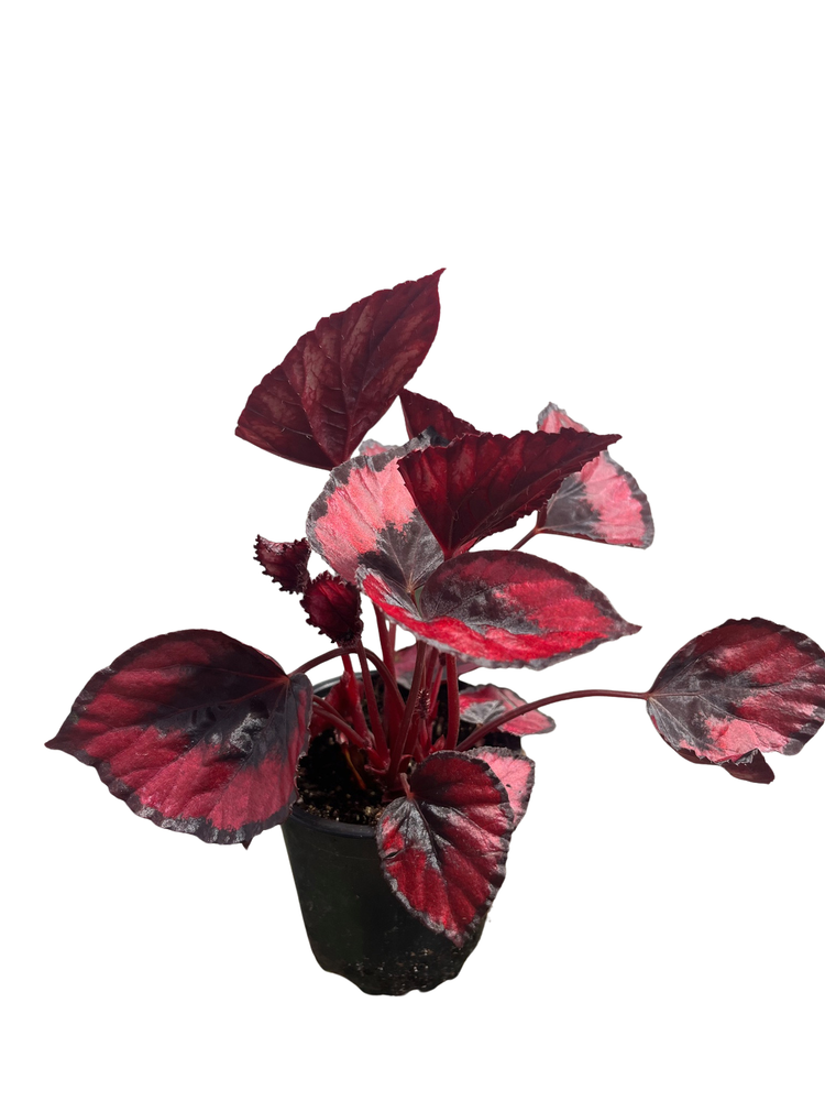 Red Kiss Rex Begonia Plant - 4.5" Pot - Great Houseplant