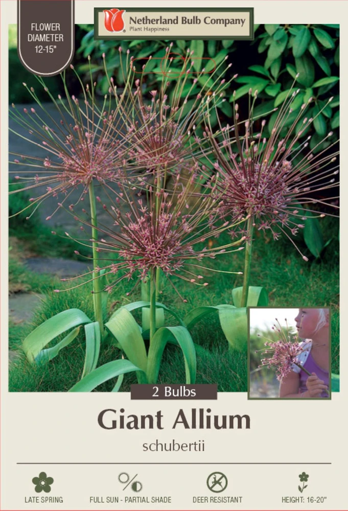 UFO Allium - 2 Bulbs - Schubertii - 14/+ cm Bulbs - Volleyball Ball Size Blooms