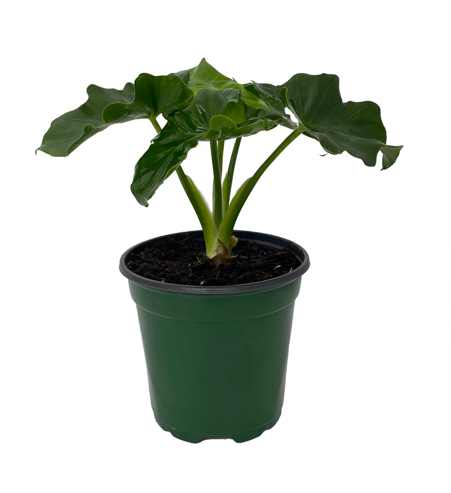 Super Dwarf Atom Philodendron - Easy House Plant - 4" Pot