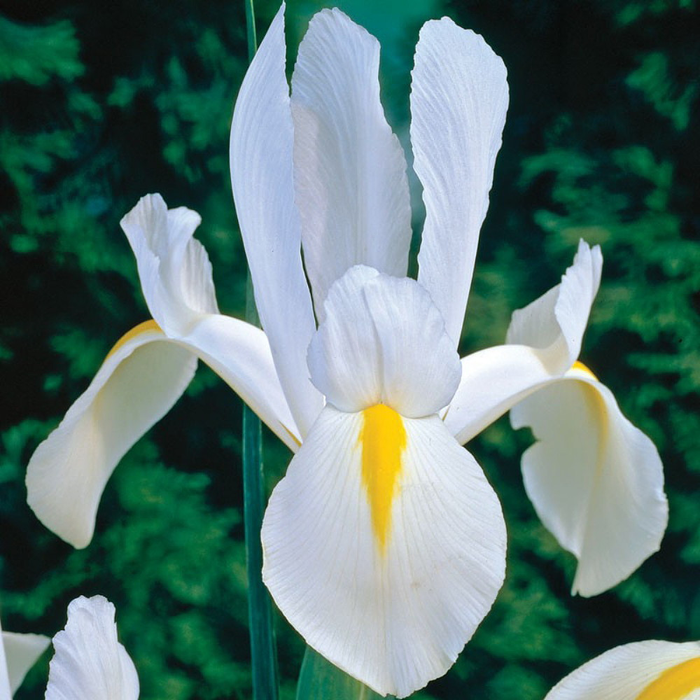 White Excelsior Dutch Iris 10 Bulbs - Multiply Rapidly - 8/+ cm Bulbs