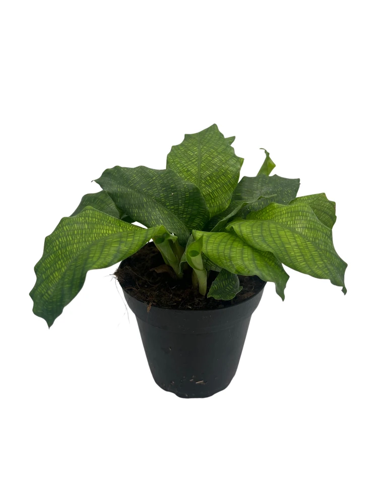 Rare Mosaic Prayer Plant - Network Calathea - Calathea mosaicca - 4" Pot