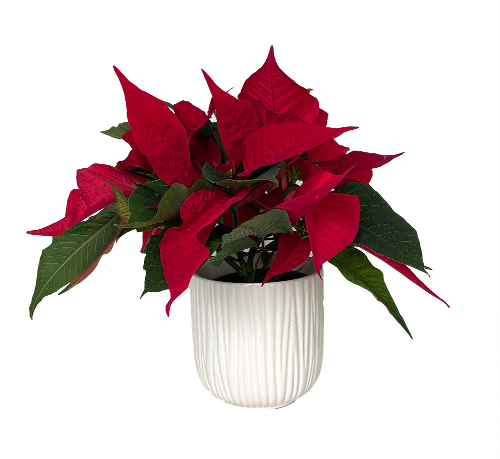 Santa Red Poinsettia in 5" White Ceramic Pot - Live Plant
