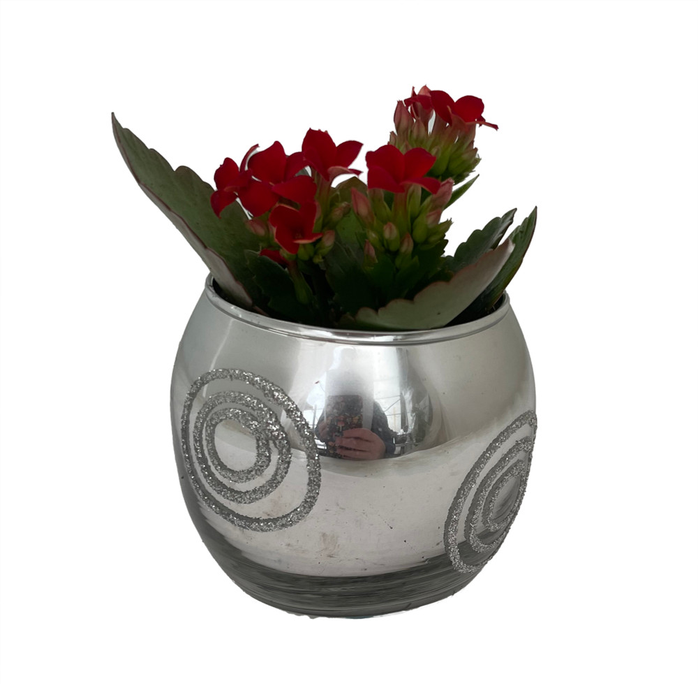 Silver Spiral Holiday Ornament Planter with Live Kalanchoe Plant - 3" x 3"