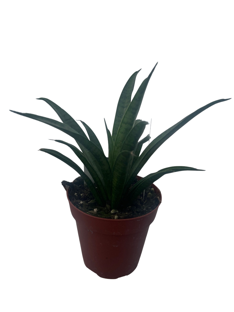 Rare Lilliput Snake Plant - Sansevieria trifasciata hybrid - 4" Pot
