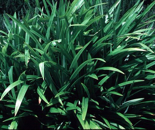 Pandan Spice Plant - Amaryllifolius pandanus - Indoors/Out-Live Plant 2.5" Pot