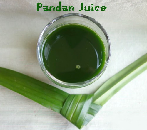 Pandan Spice Plant - Amaryllifolius pandanus - Indoors/Out-Live Plant 2.5" Pot