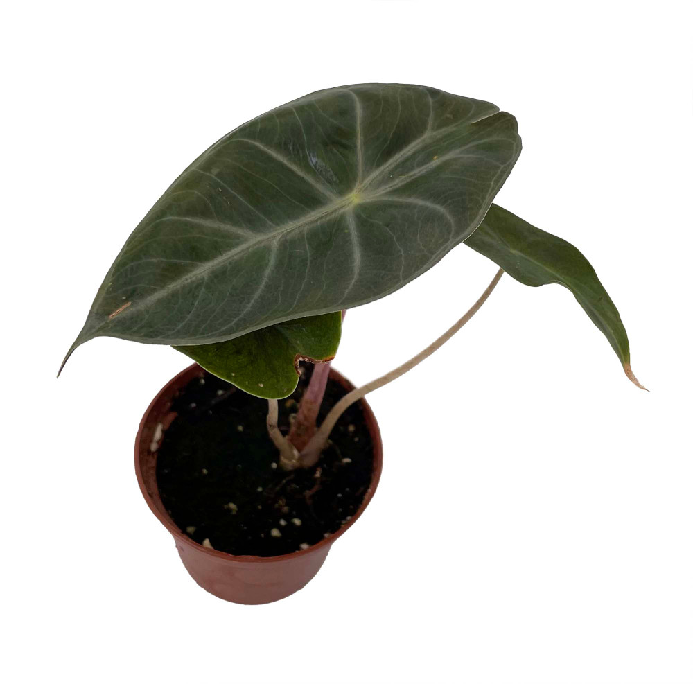 Alocasia Pink Princess - Elephant Ears - Pink Stems - 2.5" Pot