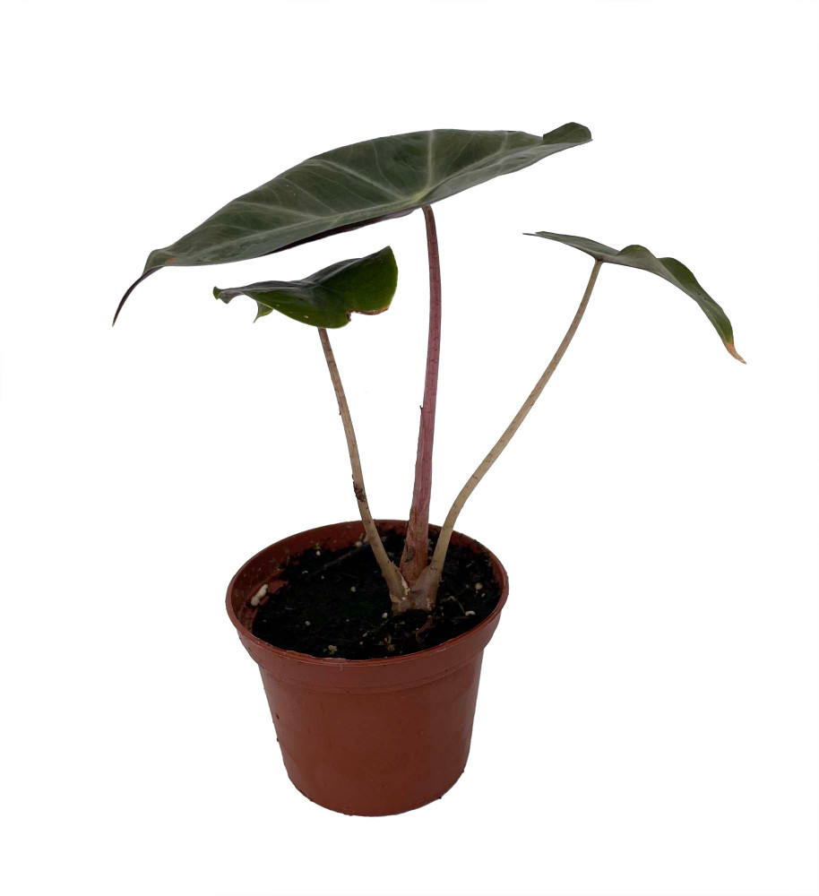 Alocasia Pink Princess - Elephant Ears - Pink Stems - 2.5" Pot