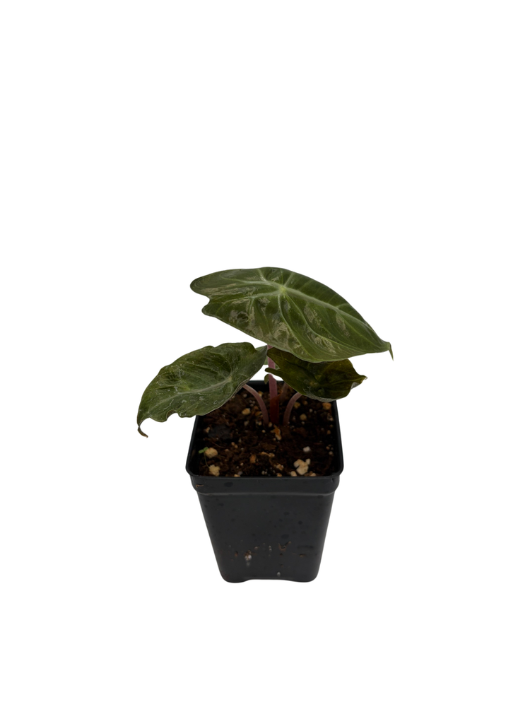 Alocasia Pink Princess - Elephant Ears - Pink Stems - 2.5" Pot