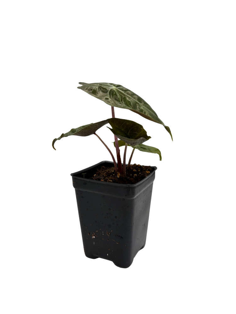 Alocasia Pink Princess - Elephant Ears - Pink Stems - 2.5" Pot