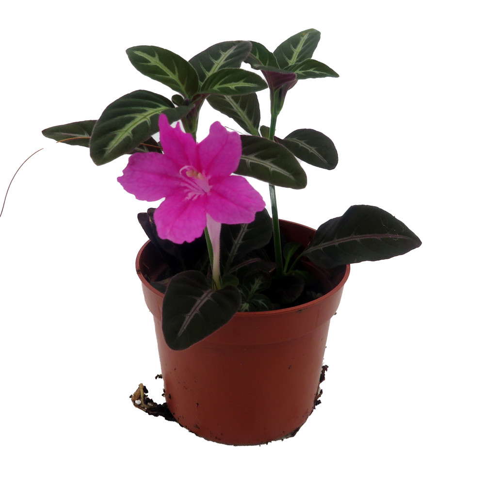Trailing Velvet Vine Plant Ruellia makoyana - 2.5" Pot