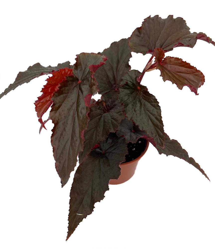 Black Magic Begonia Plant - 3.7" Pot - Excellent Houseplant