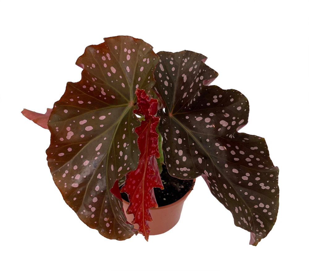 Crackling Rosie Begonia Plant - 3.7" Pot - Excellent Houseplant
