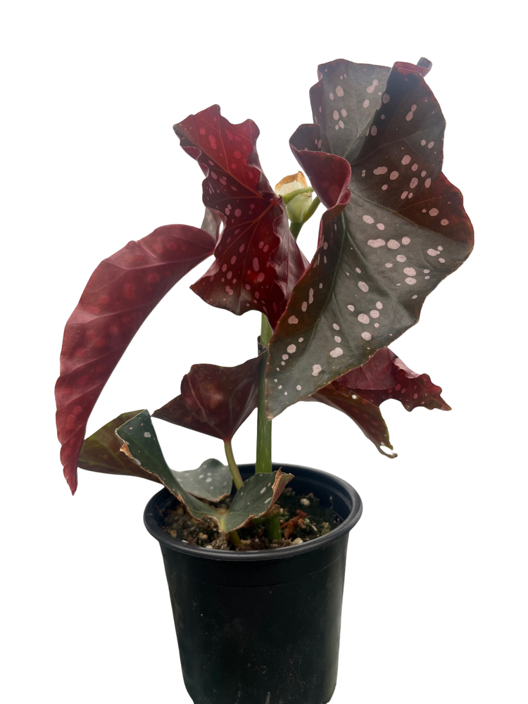Crackling Rosie Begonia Plant - 3.7" Pot - Excellent Houseplant