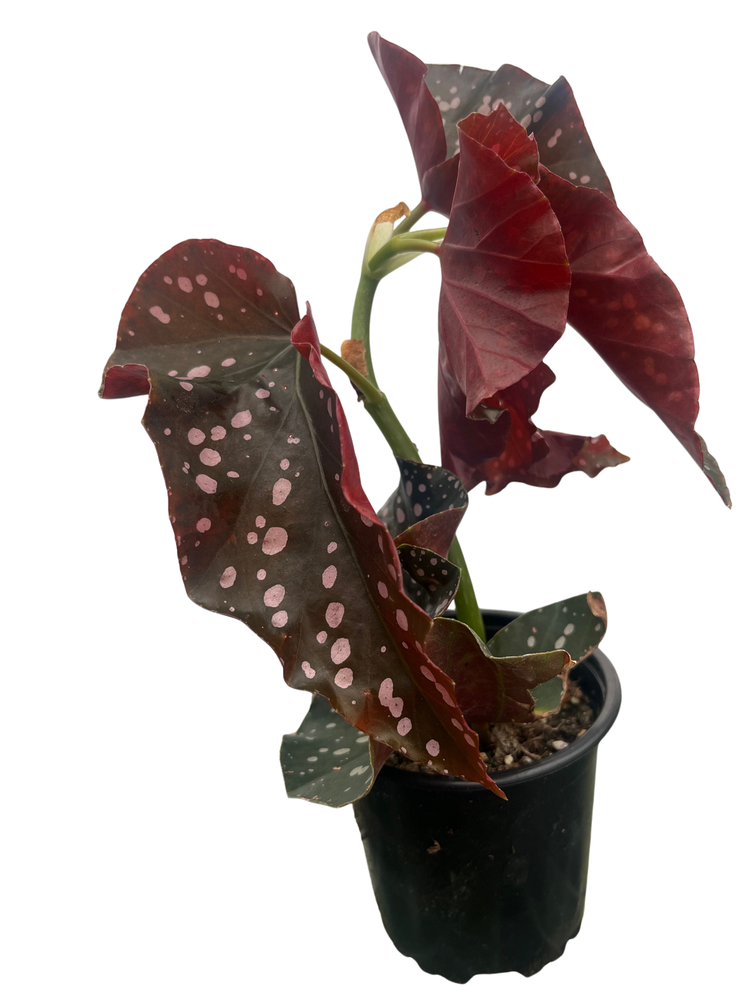 Crackling Rosie Begonia Plant - 3.7" Pot - Excellent Houseplant