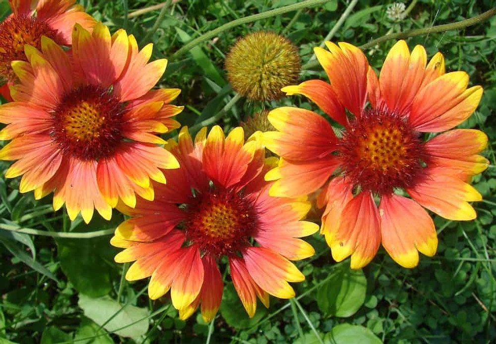 Monarch Mix Blanket Flower - Gaillardia - 25 Seeds - Hirt's Gardens