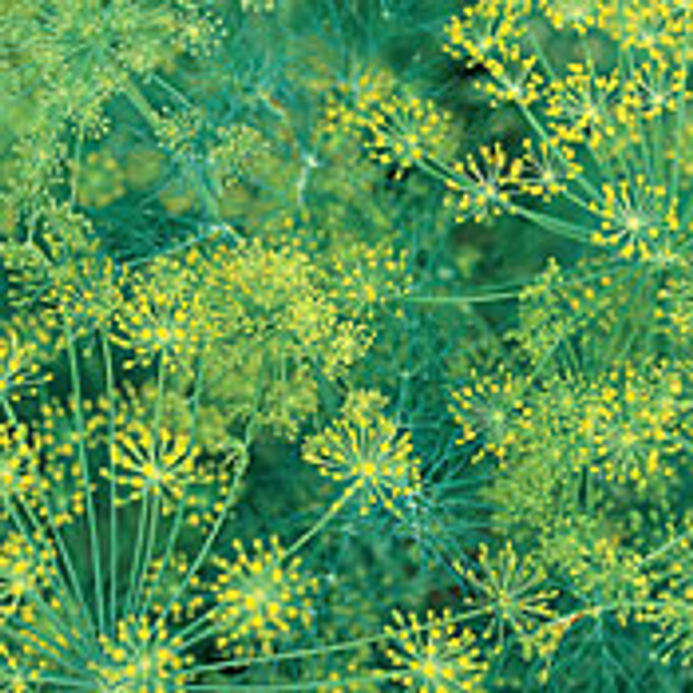 Bouquet Dill Herb - 100 Seeds
