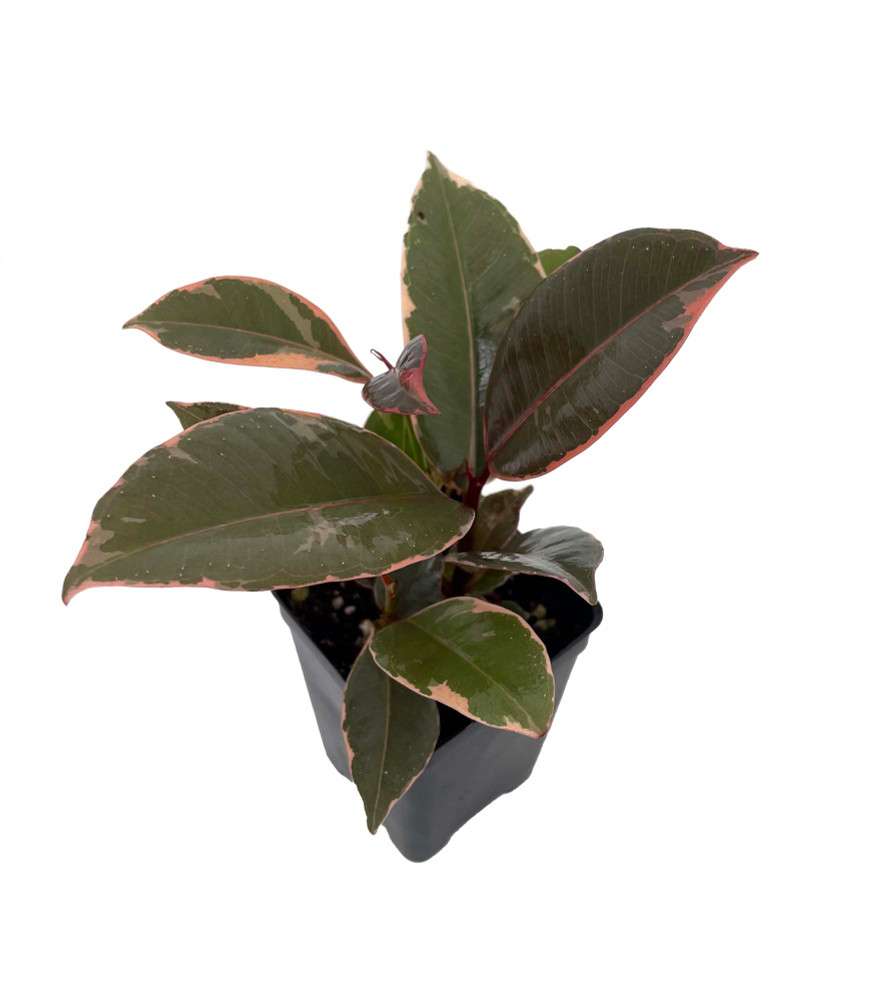 Hirt's Strawberry & Cream Ruby Rubber Tree Plant - Ficus - 2.5" Pot