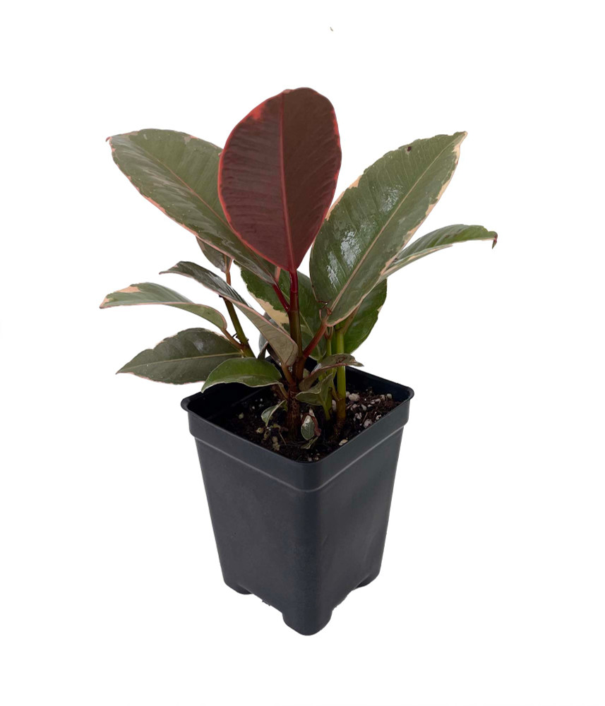 Hirt's Strawberry & Cream Ruby Rubber Tree Plant - Ficus - 2.5" Pot