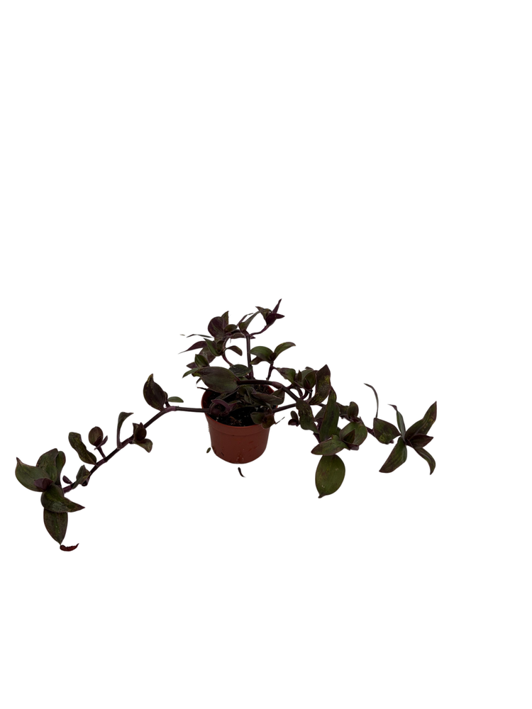 Hijau baru Tradescantia -Gothic-2.5" Pot - Trailing House Plant