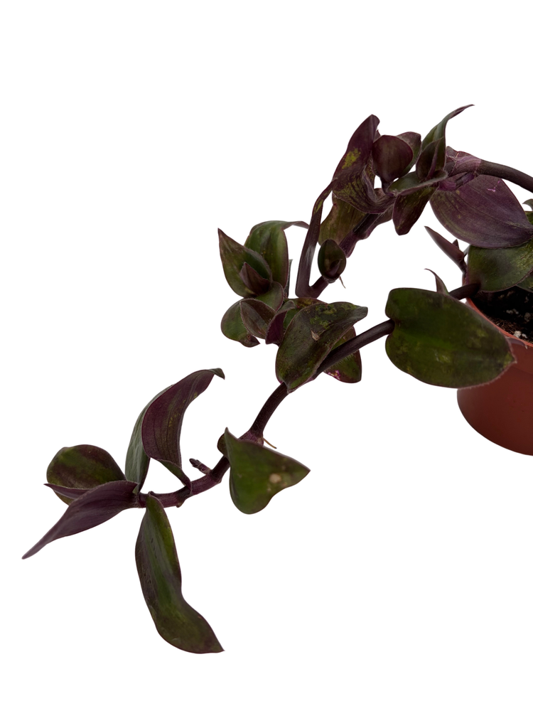 Hijau baru Tradescantia -Gothic-2.5" Pot - Trailing House Plant