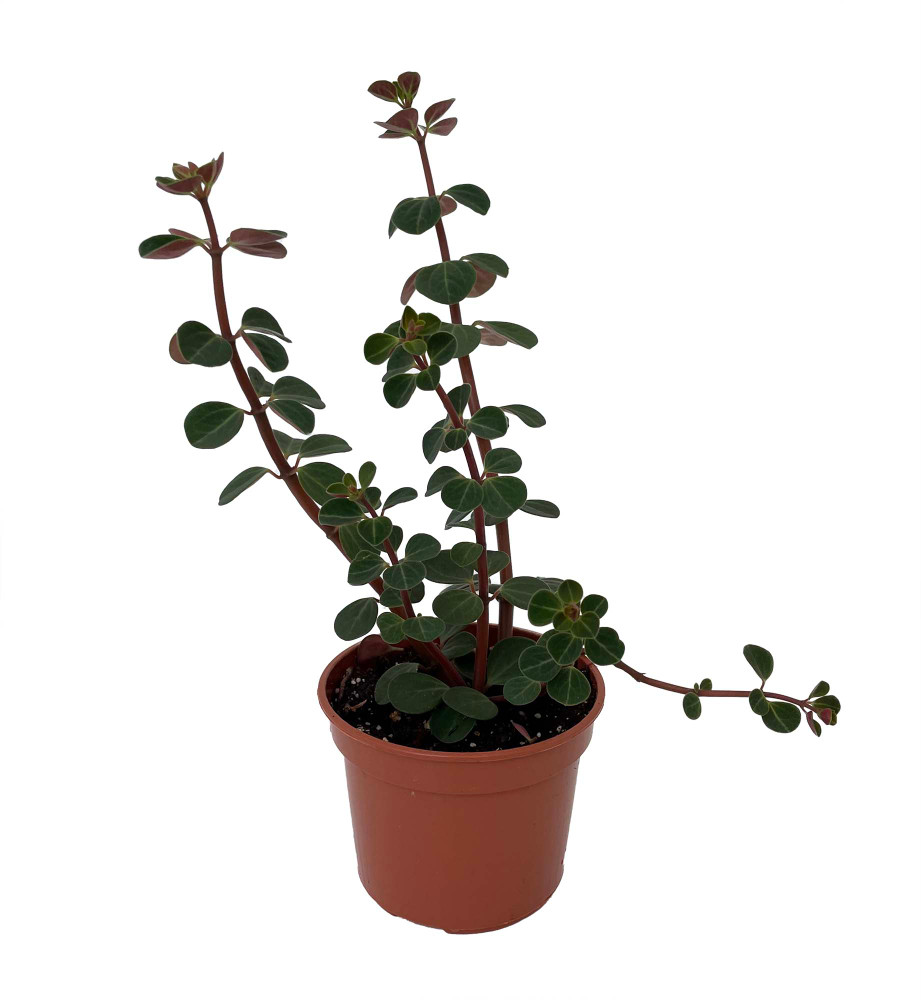 Red Ecuador Peperomia - 4" Pot - Easy to Grow Succulent House Plant