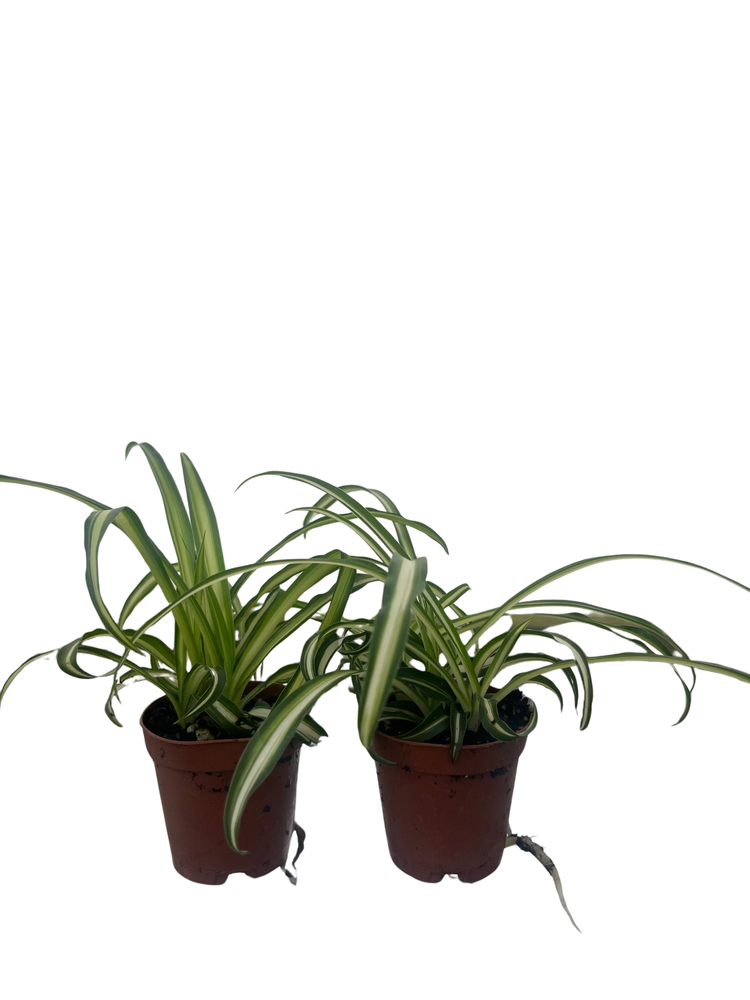 Ocean Spider Plant - 2 Plants 2" Pots - Cleans the Air