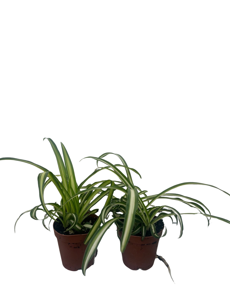 Ocean Spider Plant - 2 Plants 2" Pots - Cleans the Air