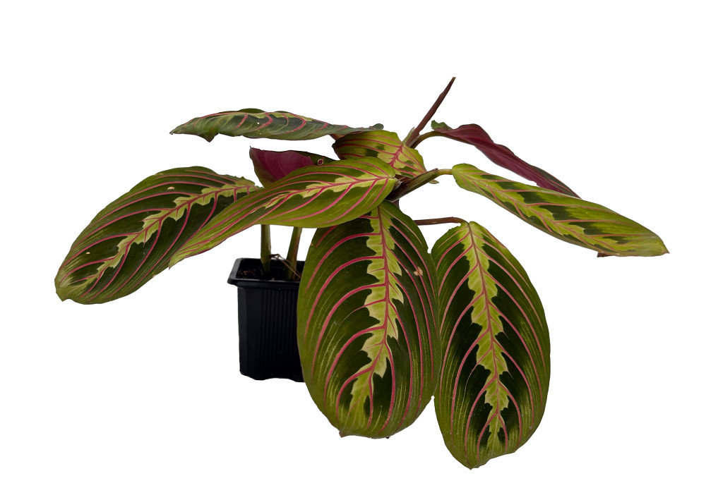 Hirt's Red Prayer Plant  - Maranta - 3" Pot