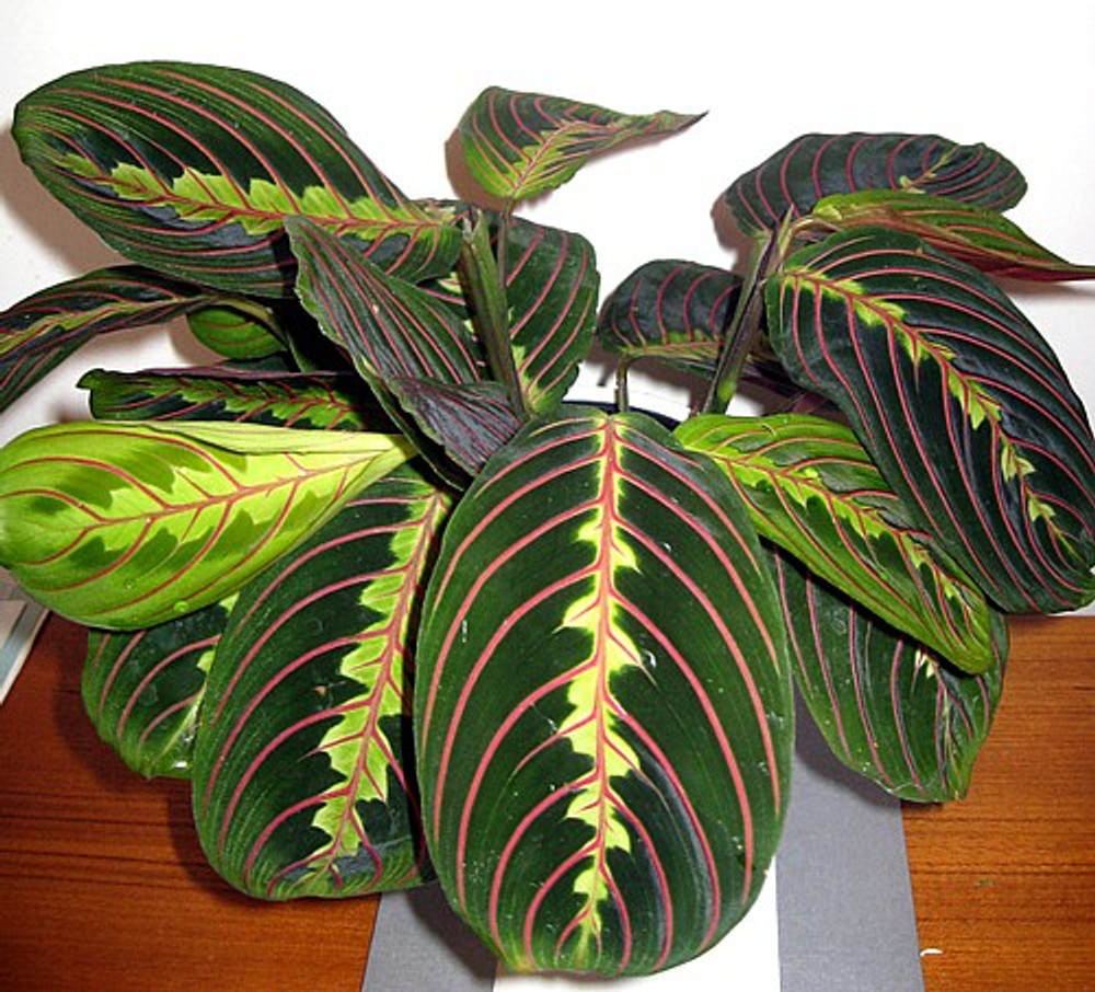 Hirt's Red Prayer Plant  - Maranta - 3" Pot