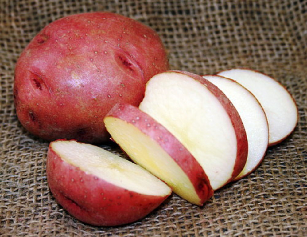 Norland Red Potato -  6  Seed Tubers